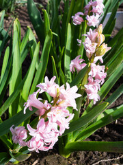 Pink common hyacinth, garden hyacinth. close up