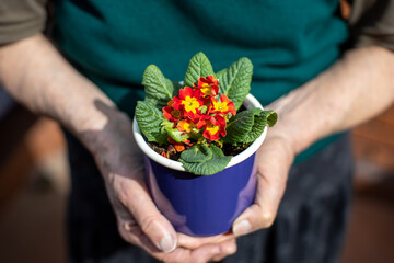 elderly woman holding primrose flowers in metal blue pot