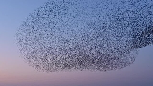 Starling birds flying in a large group in the sky during sunset at the end of a winter day.Starlings (Sturnidae) murmuration in the sky that move in shape-shifting clouds before the night.