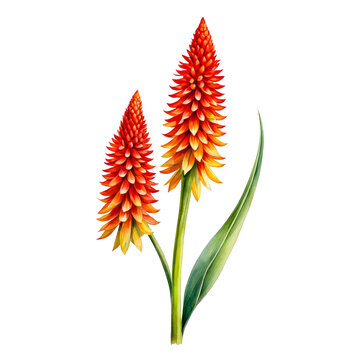 Torch lily red hot poker flowers watercolor illustration, red floral design element, beautiful botanical leaves, for designing, cutout png