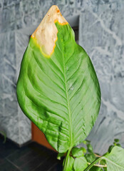 Drying leaf of houseplant affected by late blight