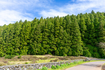 Cedar forest on Terceira Island, Azores. Serene beauty of lush greenery in the heart of the...