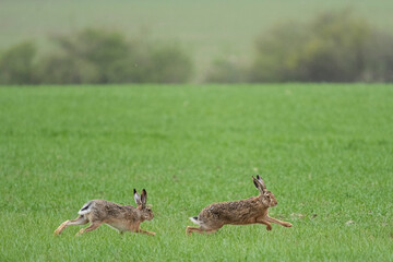 Hasen © GeorgZumbulev