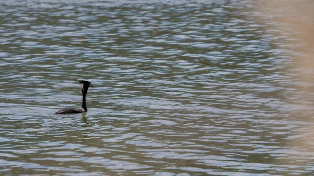 4k, (Podiceps cristatus), floating on a river on a spring day.