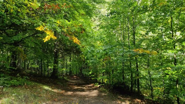 green forest in mountains. Szklarska Poreba, Poland