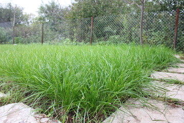 grass in a garden