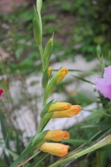 plants, flowers, beautiful flower