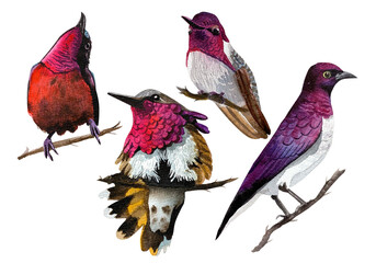 Watercolor Clipart purple Forest Birds. Illustrations. Hand Drawn