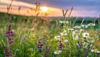 Golden Hour Glow: Wildflower Wonders on a Summer Meadow"