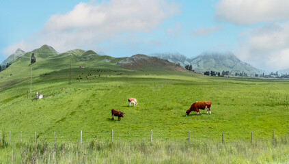 grazing cows at green meadow near Oxnard, California with fresh green grass in spring time