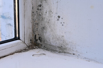 mold due to high humidity of the window
