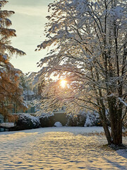 sunset in the winter forest