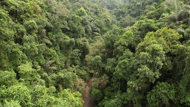 Beautiful tropical jungles grow on slopes around, camera fly through meandering gorge, small river seen down. Lush thicket of rainforest, wild nature of central area at Bali island