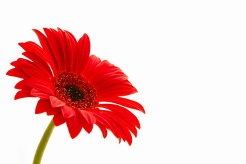 red gerbera , macro photo of red petals close up on a light background