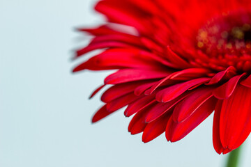 red gerbera , macro photo of red petals close up on a light background, design element