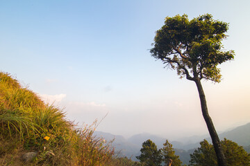 Tropical teak forest uprisen view - 775896380