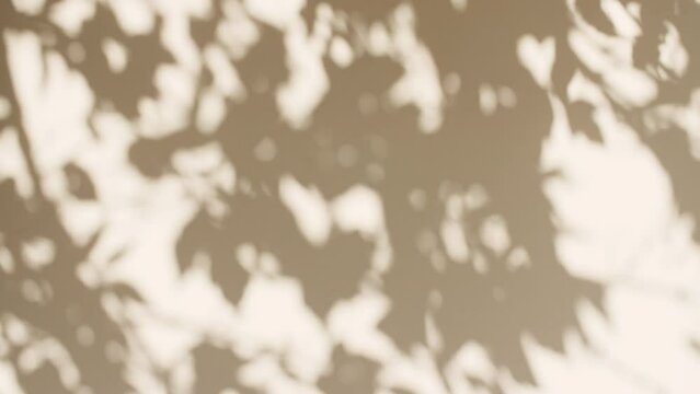 Transparent soft light and shadows from branches, plant, foliage and leaves. Morning sunlight and tree shadows blowing by wind reflecting on wall. Product, advertising. Summer concept. 4k. 