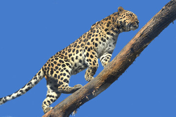 Amur leopard, panthera (Panthera pardus orientalis) on blue background - obrazy, fototapety, plakaty