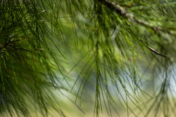 Fresh pine leaves in the foreground with sunlight on an out of focus field background