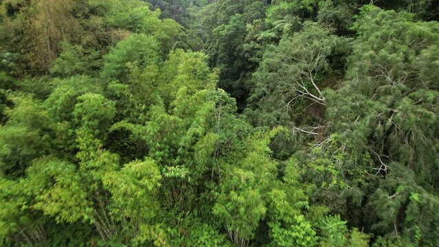 Flying in green ravine overgrown with tropical thickets, pass pack of bamboo, various leafy plants around. Lush vegetation of rainforest, wild nature of central Bali