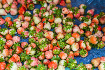 Organic strawberries from freshly harvested for sell