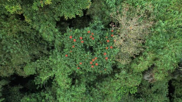 Top-down aerial shot of African tulip tree in tropical thicket, camera fly up, reveal forested slope of gorge. Lush vegetation around, typical rainforest of central Bali