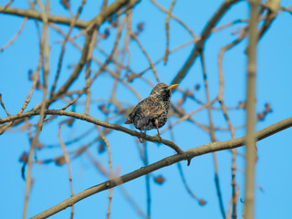 sweet small bird stands on a branch with blue sky