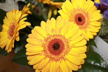 Nature, flowers, plants, summer