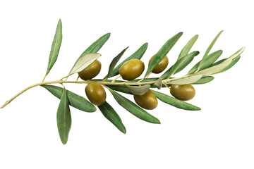 Branche d'olivier avec olives vertes - obrazy, fototapety, plakaty