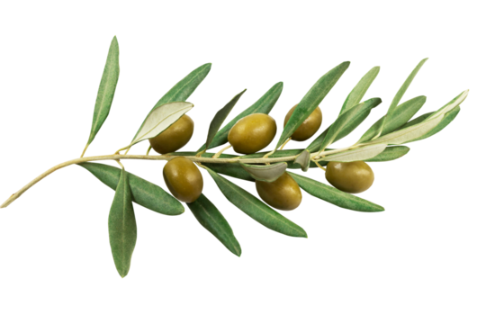 Branche d'olivier avec olives vertes