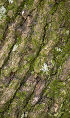 Natural vertical photo of old dark textured trunk with green lichens attached. Close-up picture