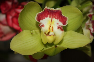 Nature, flowers, plants, summer