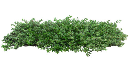 Cut out bush. Green foliage isolated on white background. Plants for garden design or landscaping. High quality clipping mask. - obrazy, fototapety, plakaty