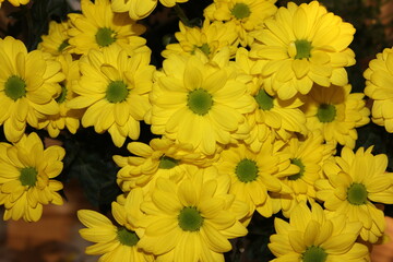 Nature, flowers, plants, summer