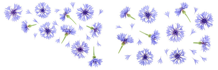 Blue cornflower isolated on white background c. Top view. Flat lay pattern