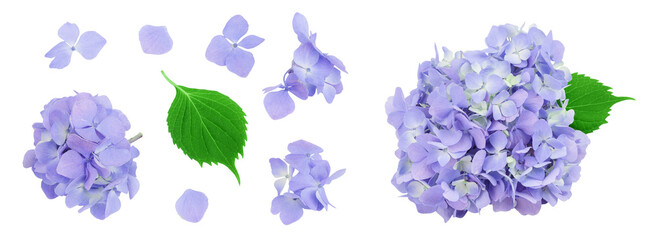 Blue Hydrangea flower isolated on white background. Top view. Flat lay