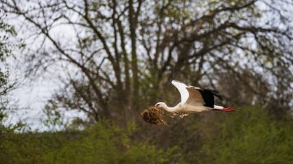 Stork with nesting material