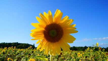 北竜町ひまわりの里