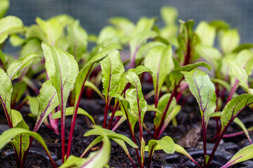 junge Gemüsepflanzen für rote Beete zum Anpflanzen in den Garten, aus dem Gewächshaus in den Garten 