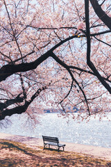 bench in the park, tidal basin, Washintong , Estados Unidos 