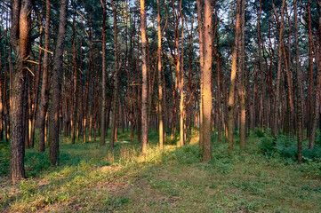 A warm summer day in a pine forest. A ray of evening sunlight draws a path of light through the beautiful nature. Mature pines and green grass create a stunning landscape