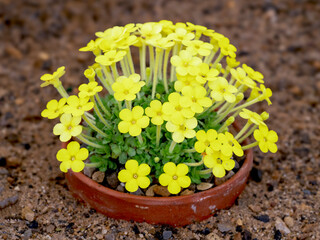 Dionysia gaubae plant with bright yellow flowers