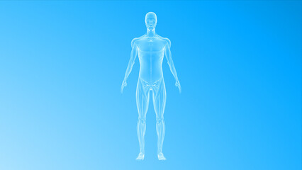 Human Organ muscular system 3d illustration