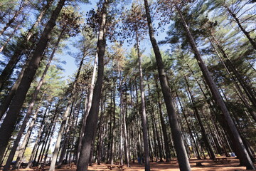 Pine Forest angle view