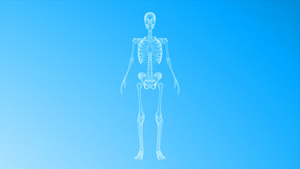 human skeleton isolated in blue background 3d illustration