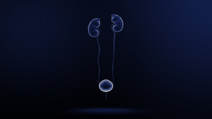 Human Organ kidney 3d illustration - obrazy, fototapety, plakaty