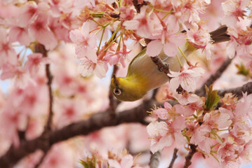 カワヅザクラに夢中なメジロ