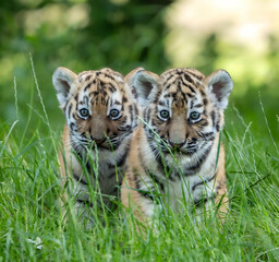 siberian tiger cub