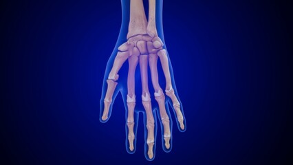 Human hand Metacarpal bones 3d illustration