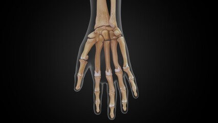 Human hand Metacarpal bones 3d illustration - obrazy, fototapety, plakaty